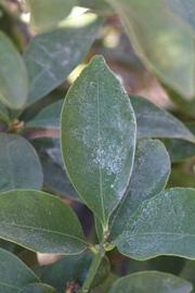              Unifoliolate leaf (Riverside, CA)       