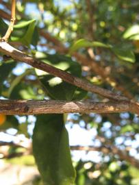              Second - third year twig (Winter Haven,   FL)       