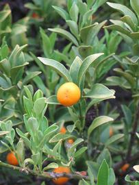              Sun leaves (Riverside, CA)       