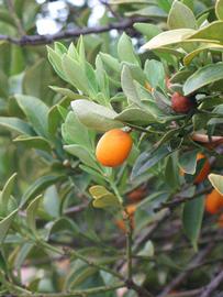              Sun leaves (Riverside, CA)       