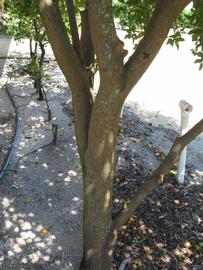         Bark (Winter Haven, FL)  