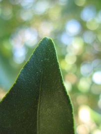              Margin (Winter Haven, FL)       