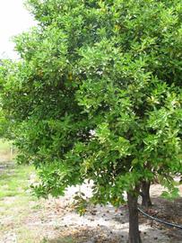            Habit (Winter Haven, FL)   