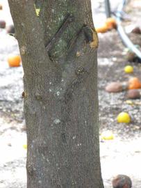            Bark (Winter Haven, FL)   