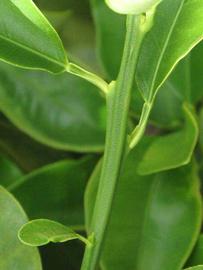            First year twig (Winter Haven, FL)   