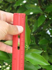              Unifoliolate leaf (Winter Haven, FL)       