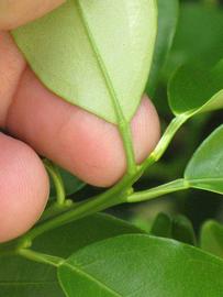              Petiole (Winter Haven, FL)       