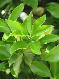              Sun leaves (Winter Haven, FL)       