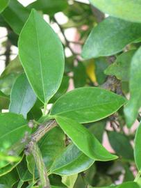              Shade leaves (Winter Haven, FL)       