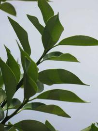              Sun leaves (Winter Haven, FL)       