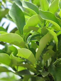              Sun leaves (Winter Haven, FL)       