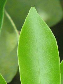              Margin (Winter Haven, FL)       