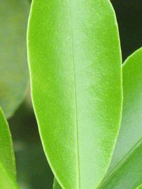              Margin (Winter Haven, FL)       