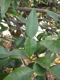              Unifoliolate leaf of  Citrus macroptera        (Winter Haven,   FL)       