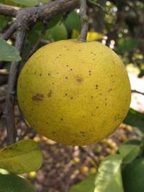              Fruit of  Citrus macroptera      (Winter Haven, FL)       