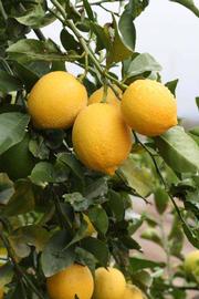              Fruit (Riverside, CA)       