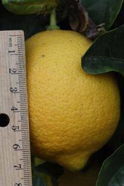              Fruit (Riverside, CA)       