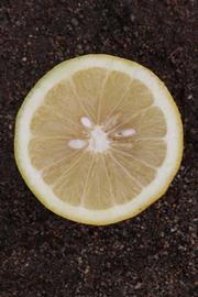              Fruit cross-section (Riverside, CA)       