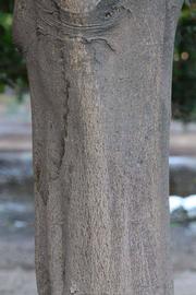            Bark (Riverside, CA)   