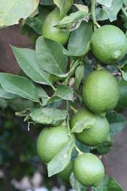            Immature fruit (Riverside, CA)   