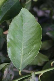             Unifoliolate leaf (Riverside, CA)       