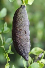              Fruit (Riverside, CA)       