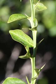              Sun leaves (Riverside, CA)       