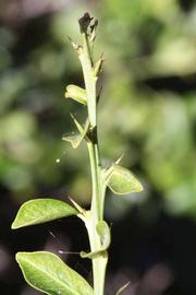              First year twig (Riverside, CA)       