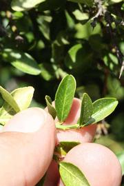              Sun leaves (Riverside, CA)       