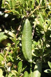              Fruit (Riverside, CA)       