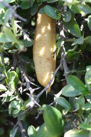              Fruit (Riverside, CA)       