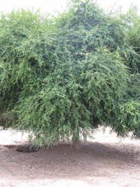            Habit (Riverside, CA)   