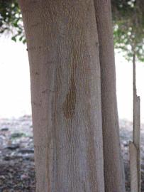              Bark (Riverside, CA)       