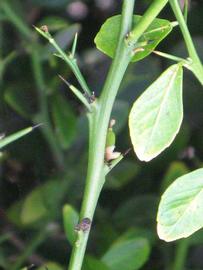              First year twig and thorns (Riverside,   CA)       