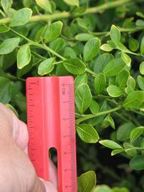              Unifoliolate leaf (Riverside, CA)       
