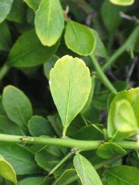              Unifoliolate leaf (Riverside, CA)       
