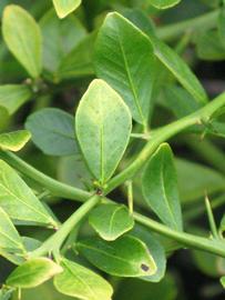              Unifoliolate leaf (Riverside, CA)       