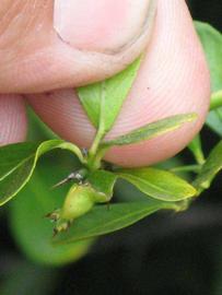              Petiole (Riverside, CA)       