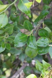            Shade leaves (Riverside, CA)   