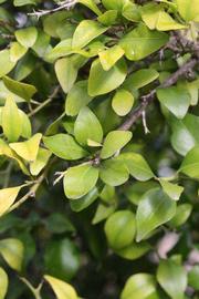            Sun leaves (Riverside, CA)   