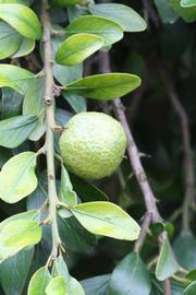            Fruit of  Microcitrus australis         (Riverside, CA)   