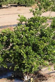              Habit (Riverside, CA)       