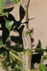              Second - third year twig with thorns (Riverside,   CA)       
