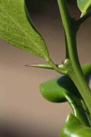            Petiole (Riverside, CA)   