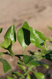              Sun leaves (Riverside, CA)       