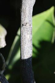              Second - third year twig (Riverside, CA)       