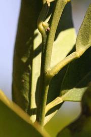              First year twig (Riverside, CA)       