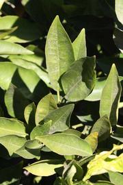            Sun leaves (Riverside, CA)   