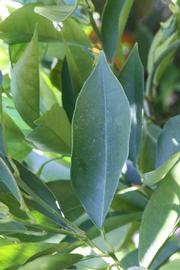              Unifoliolate leaf (Riverside, CA)       