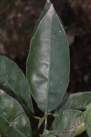              Unifoliolate leaf (Riverside, CA)       